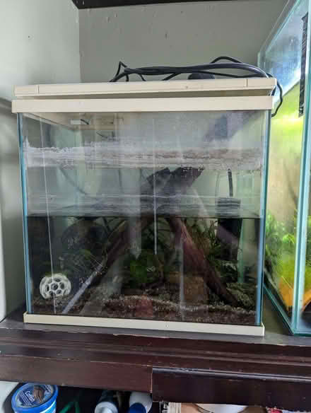 Photo of free Small fish tank with plants and decoration (Newtown RG1) #1