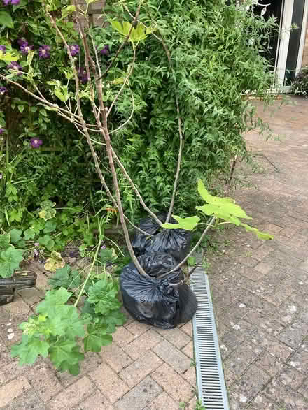 Photo of free Fig trees (B98 7ll) #1