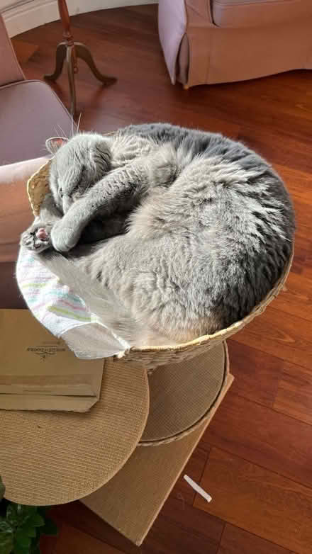 Photo of free Cat tree (East Barnet, EN4) #4