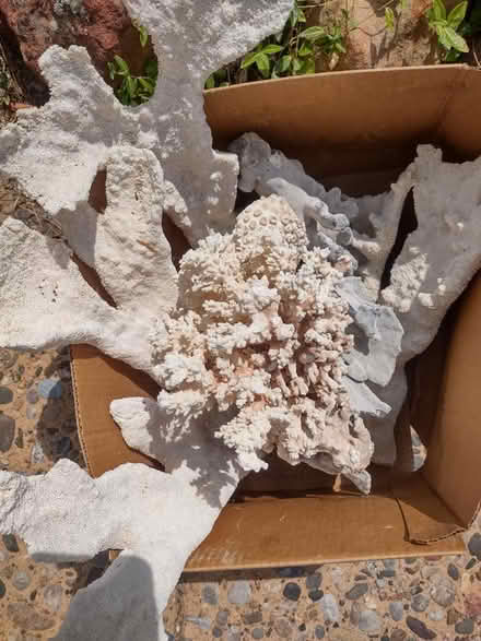 Photo of free Coral (Alb, Tramway/Central) #1
