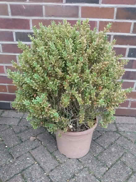 Photo of free Pot bound box (Orrell WN5) #1