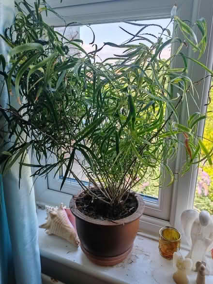 Photo of free Plant (BS24) #1