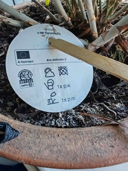 Photo of free Plant (BS24) #2