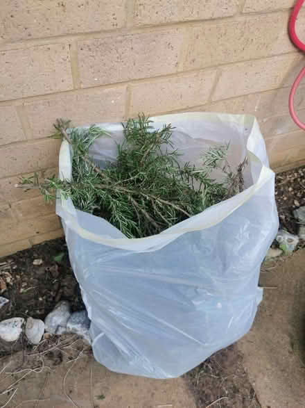Photo of free Rosemary (full branches) (Walthamstow E17) #1