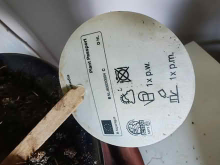 Photo of free Plant (BS24) #2