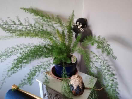 Photo of free Plant (BS24) #1