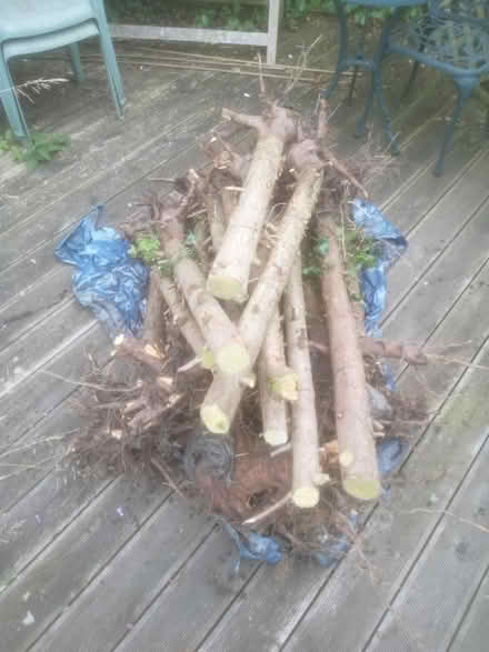 Photo of free Tree stumps for burning (Greenhill) #1