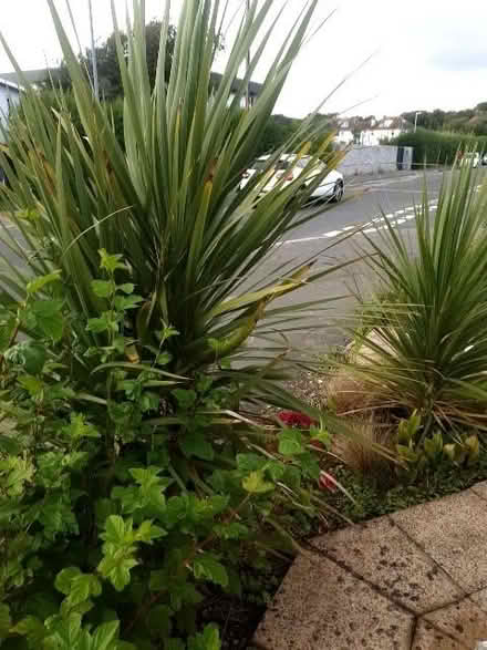 Photo of free cordylines large 2 sm 4 hedge rose shrub if dig up (Cooden TN39) #1