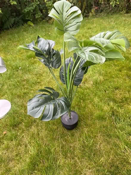 Photo of free Fake Plant (Alwoodley LS17) #1