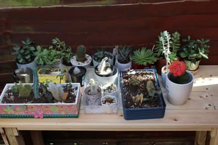 Photo of free Large selection of cactus plants (Carterton OX18) #1