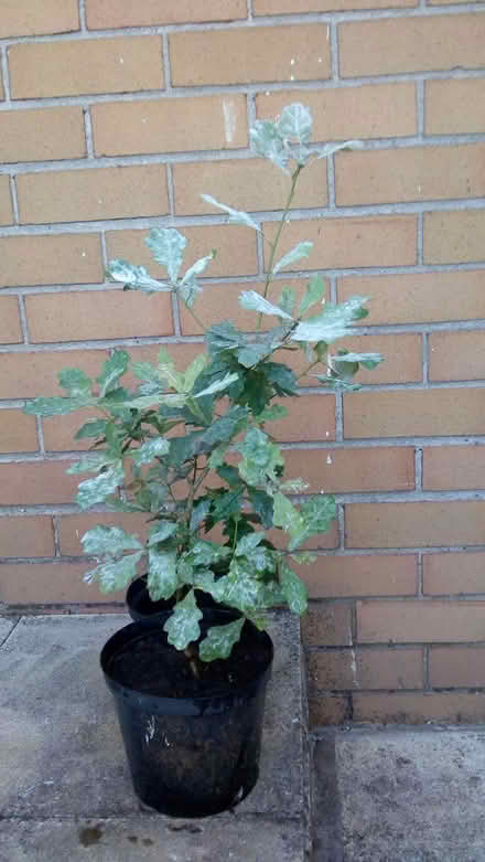Photo of free Small Oak Tree (Biddulph) #1