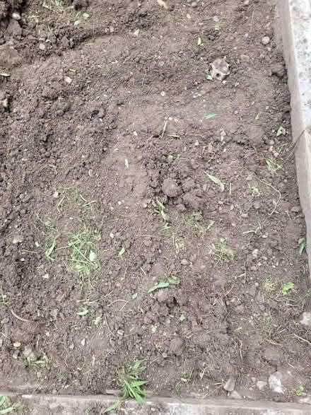 Photo of free garden soil (seven kings) #1