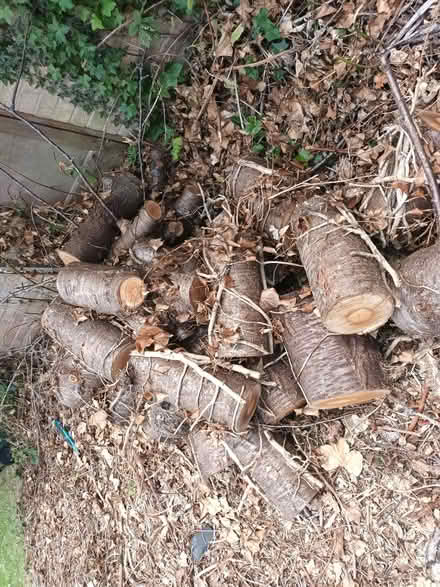 Photo of free logs (Fishermead MK6) #3