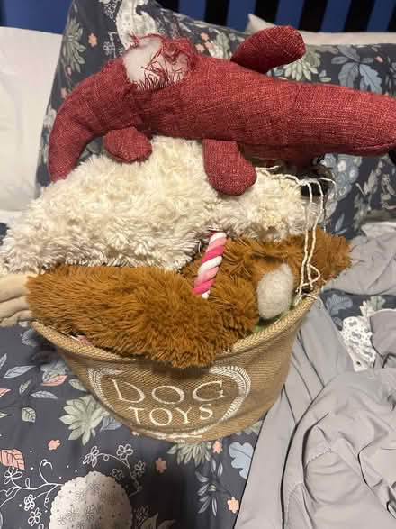 Photo of free Dog toy basket and toys (Petworth) #1