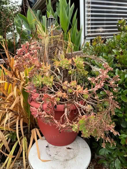 Photo of free 2 overgrown succulents, metal can (Pleasure Point) #2