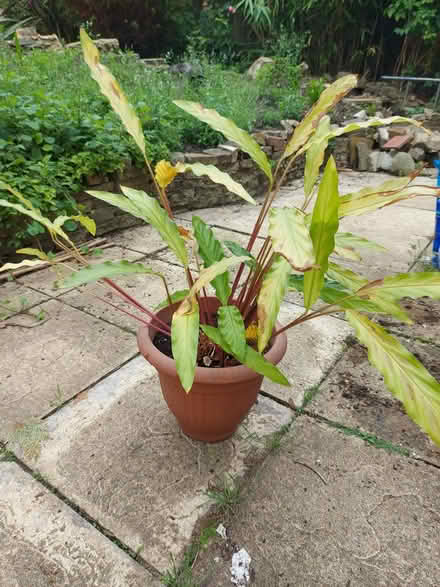 Photo of free Calathea house plant (Crystal Palace, SE19) #1