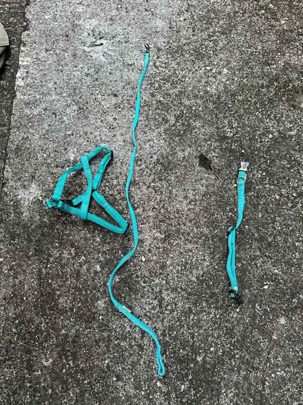 Photo of free Puppy collar, lead and harness (SG5 3) #1