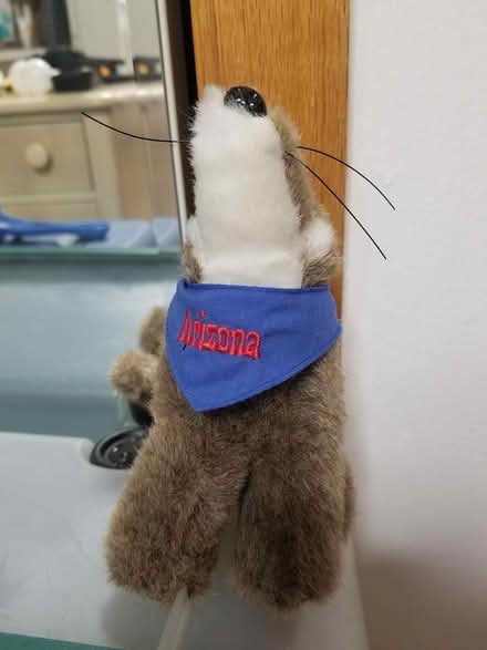 Photo of free AZ Coyote Plushie (Near Bolingbrook High School) #2
