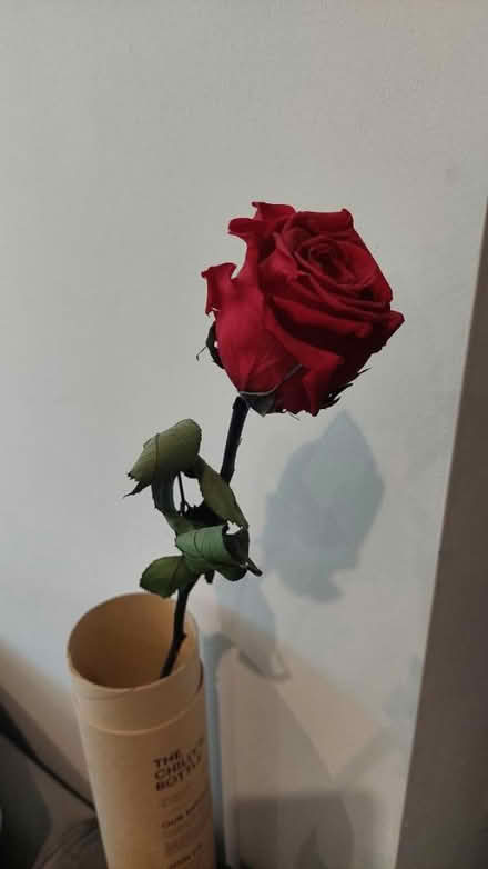 Photo of free Infinity Rose (M3 (Greengate)) #1
