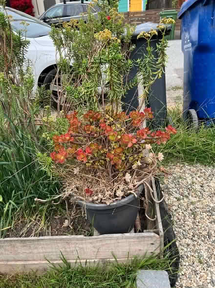 Photo of free 2 overgrown succulents, metal can (Pleasure Point) #3