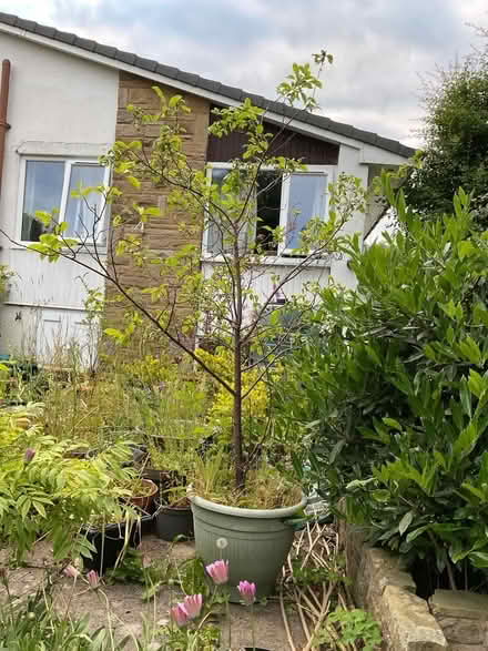 Photo of free Plum Tree (Leeds LS14) #1