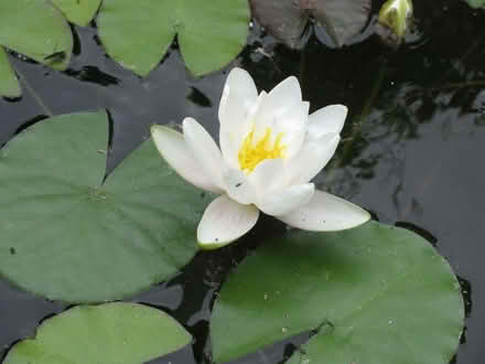 Photo of free Water Lilly Plant (Downley HP13) #1
