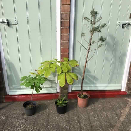 Photo of free Potted tree saplings (Wolsingham DL13) #1