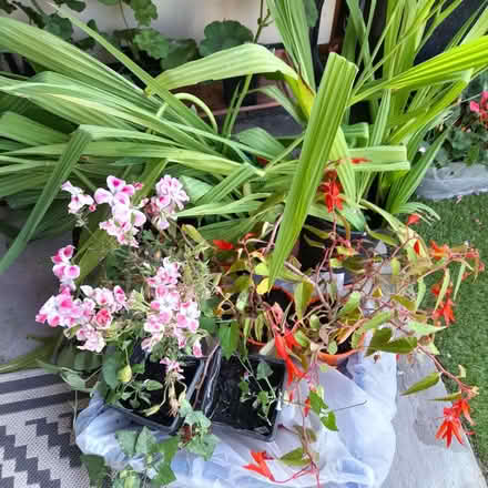 Photo of free plants floral mixed (Emsworth PO10) #1