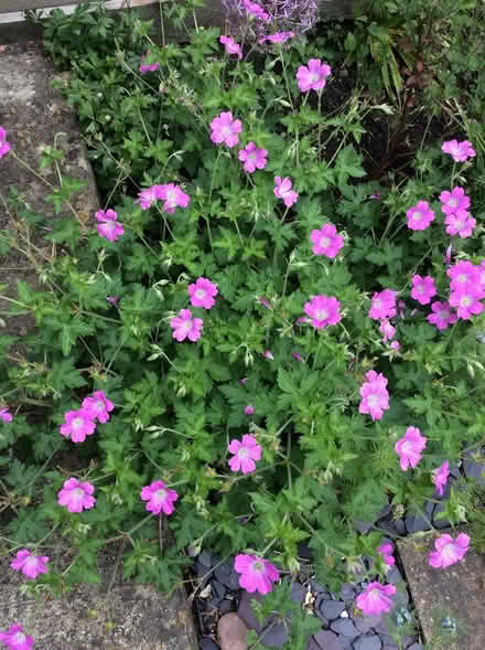 Photo of free Hardy Pink Geranium seedling (Morden SM4) #1