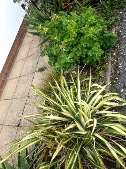 Photo of free plants shrubs cordyline..5small 2 larger (Cooden TN39) #4