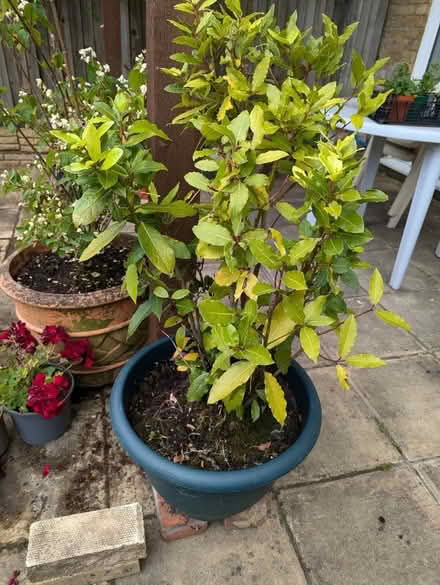 Photo of free Bay tree (Easthampstead RG12) #1