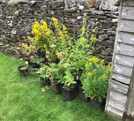 Photo of free Cottage Garden Plante (Great Strickland CA10) #1