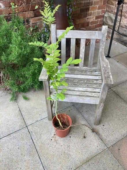 Photo of free Ash tree sapling (Trinity, North Edinburgh EH5) #1