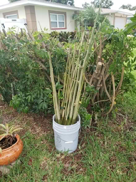 Photo of free Moringa branches to grow trees (Clearwater, Keene and Druid Rd) #1