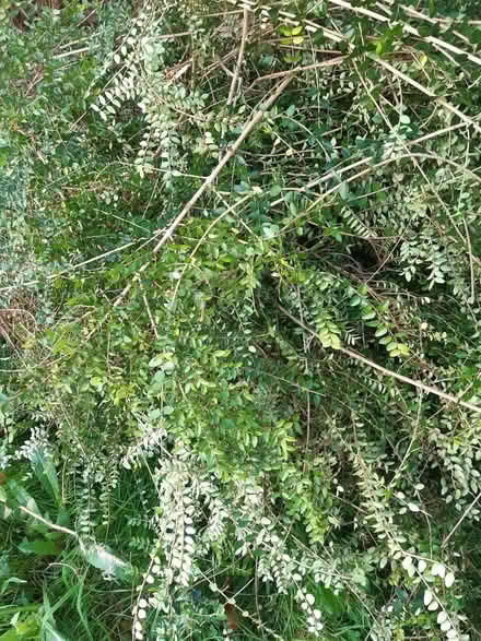 Photo of free Hedge cuttings for propagating new hedge (Florence Park OX4) #1