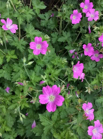 Photo of free Hardy Pink Geranium seedling (Morden SM4) #2