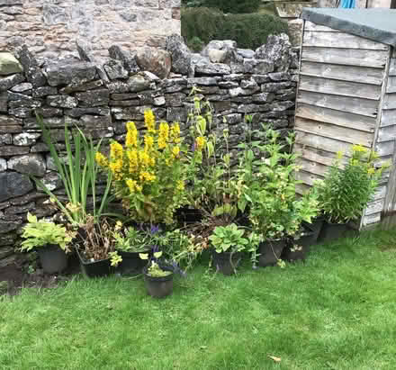 Photo of free Cottage Garden Plante (Great Strickland CA10) #2