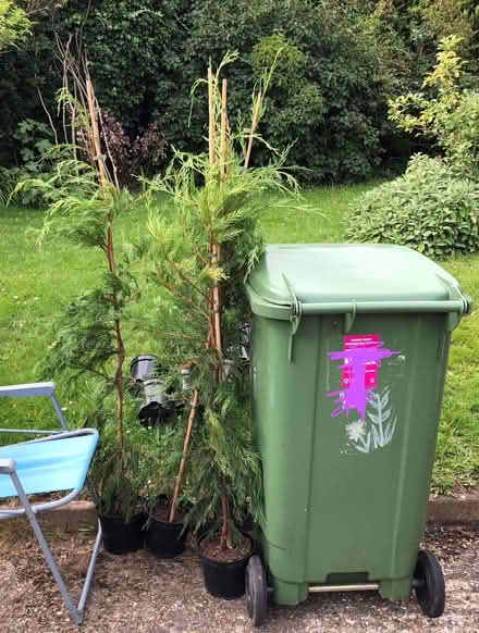 Photo of free Leylandii type plants 3L pots (St Julians AL1) #2