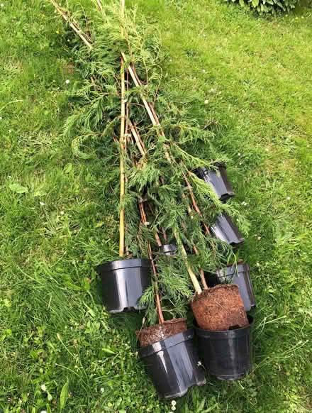 Photo of free Leylandii type plants 3L pots (St Julians AL1) #3