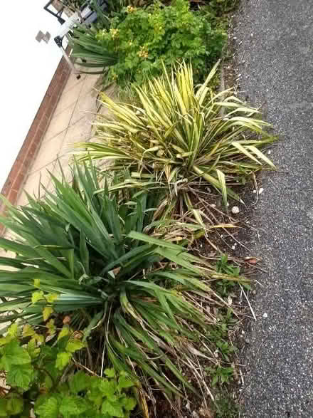 Photo of free plants shrubs cordyline..5small 2 larger (Cooden TN39) #3