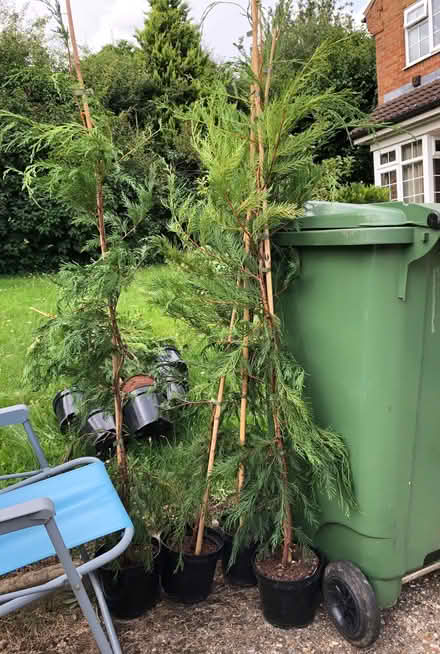 Photo of free Leylandii type plants 3L pots (St Julians AL1) #1