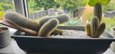 Photo of free Cactus (Earl shilton LE9) #1