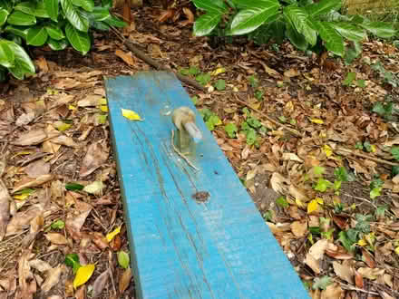 Photo of free 5 bar gate (Buckskin RG22) #2