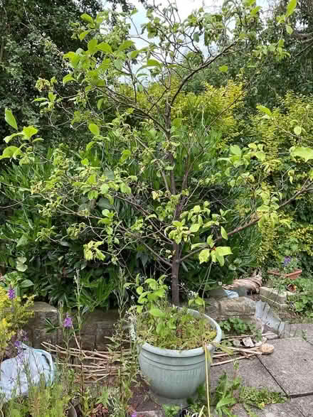 Photo of free Plum Tree (Leeds LS14) #2