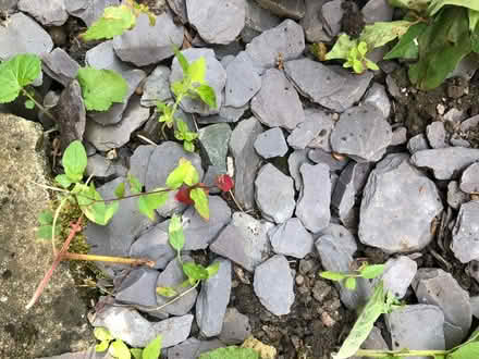 Photo of free Purple slate stones (Greenwich) #1