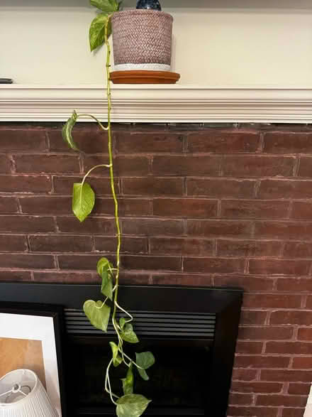 Photo of free Plant (Waltham) #1