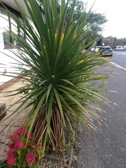 Photo of free plants shrubs cordyline..5small 2 larger (Cooden TN39) #1