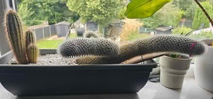 Photo of free Cactus (Earl shilton LE9) #2