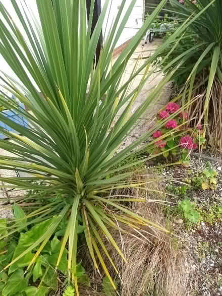 Photo of free plants shrubs cordyline..5small 2 larger (Cooden TN39) #2