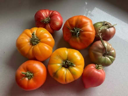 Photo of free Heirloom tomatoes (Hagerstown- North End) #1
